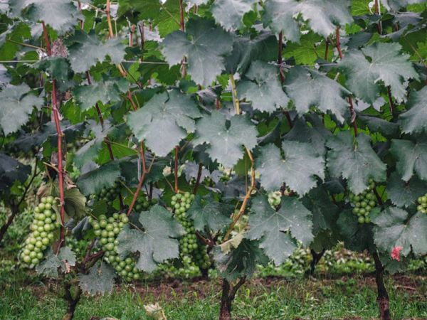 水溶肥的配方有大學(xué)問(wèn)